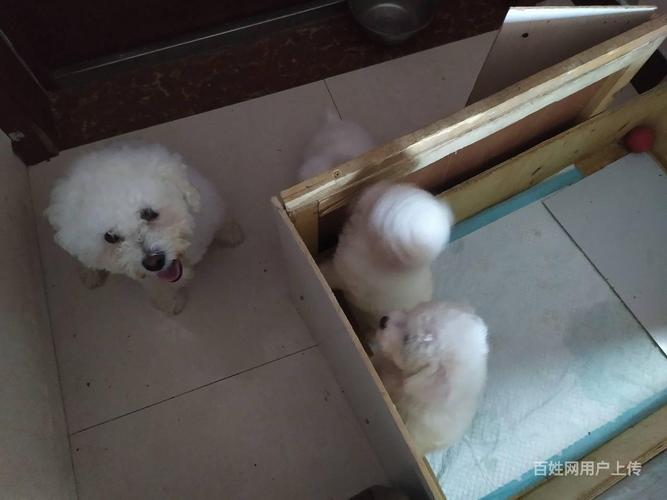 满月小狗眼睛发白什么原因