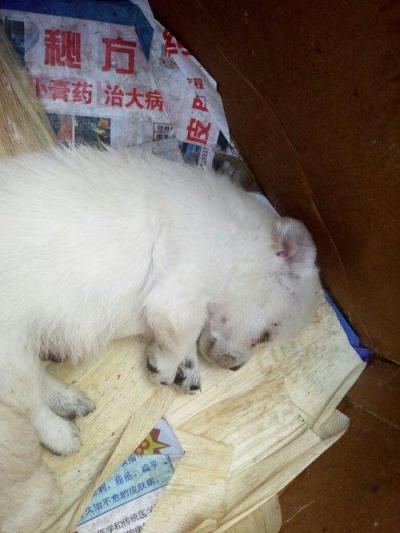 满月小狗眼睛发白什么原因